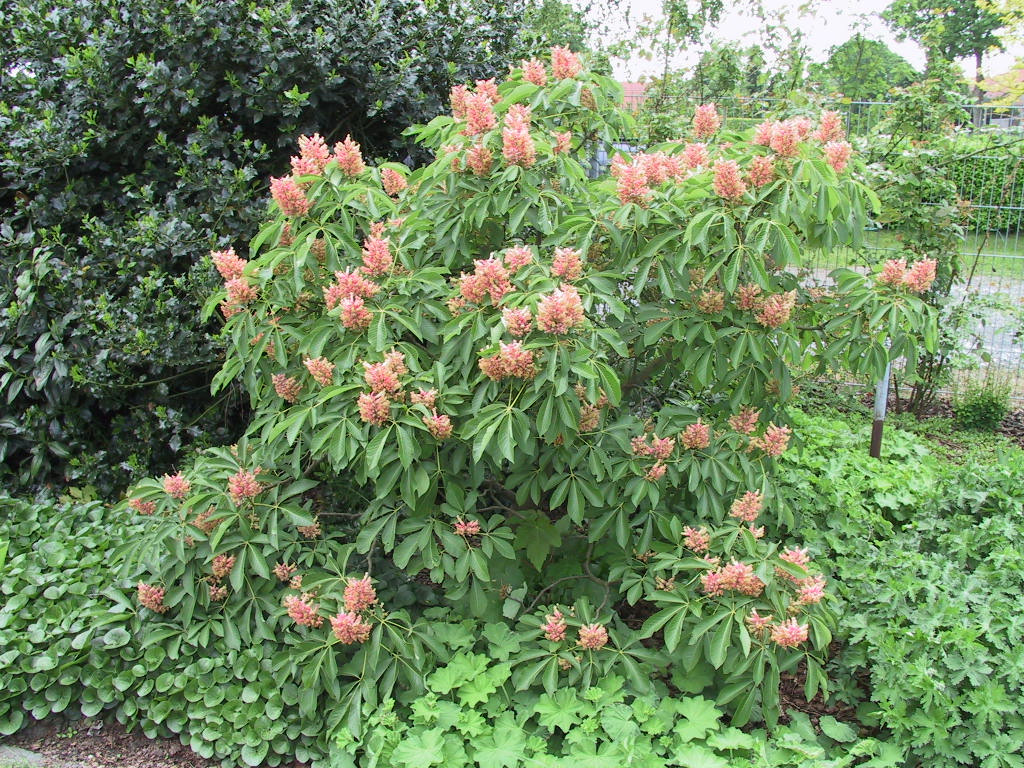 Aesculus pavia Koehnei - Busch 03.jpg